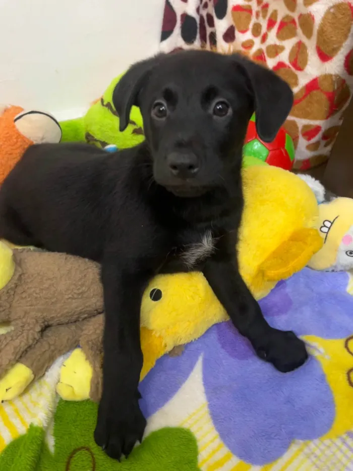 Cachorro ra a SRD-ViraLata idade Abaixo de 2 meses nome Gimli