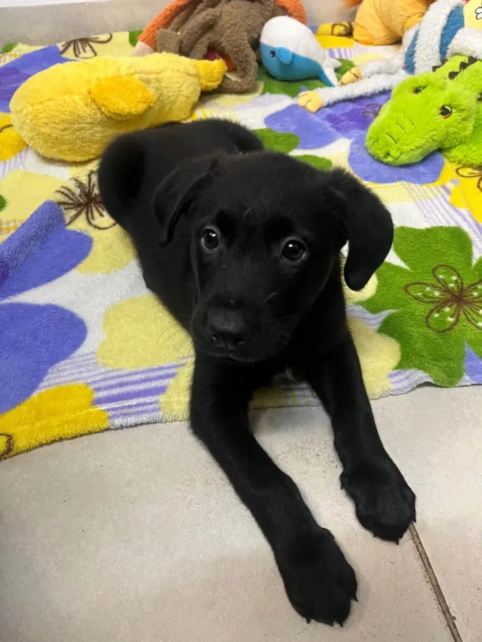 Cachorro ra a SRD-ViraLata idade Abaixo de 2 meses nome Gimli