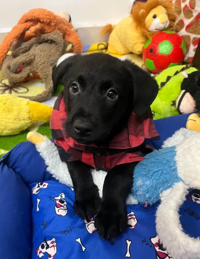 Cachorro ra a SRD-ViraLata idade Abaixo de 2 meses nome Gimli