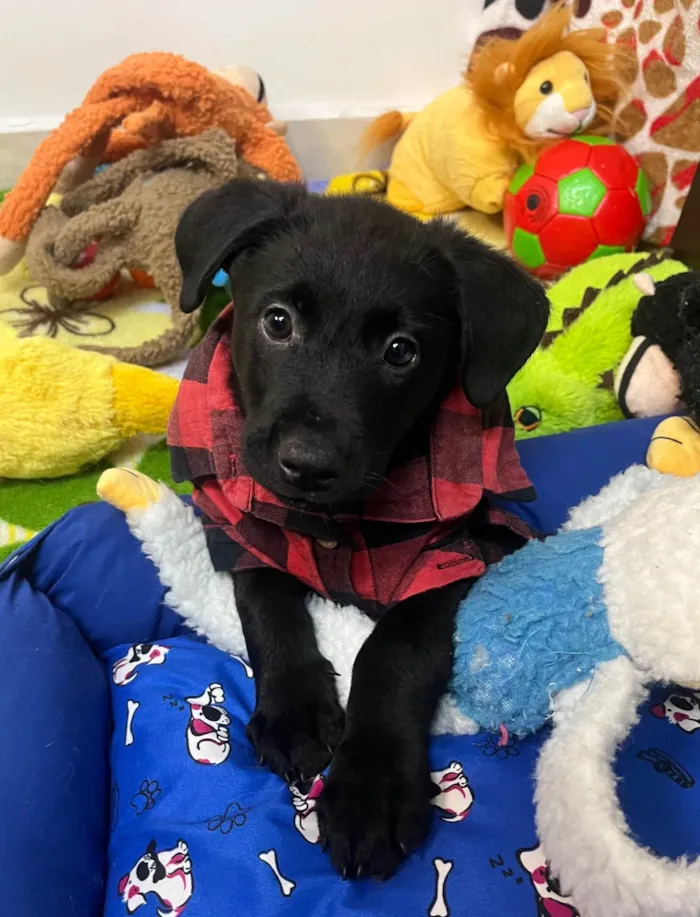 Cachorro ra a SRD-ViraLata idade Abaixo de 2 meses nome Gimli