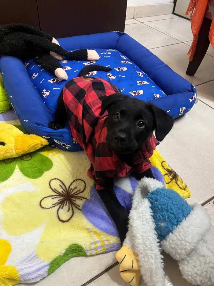 Cachorro ra a SRD-ViraLata idade Abaixo de 2 meses nome Gimli