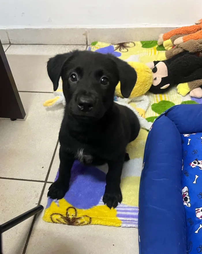 Cachorro ra a SRD-ViraLata idade Abaixo de 2 meses nome Gimli