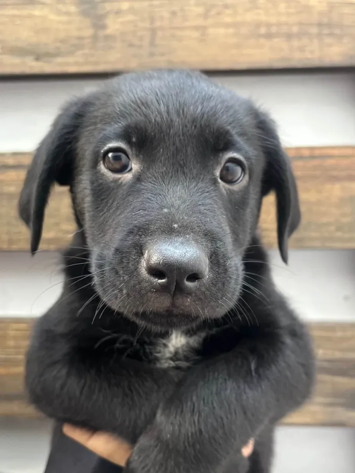 Cachorro ra a SRD-ViraLata idade Abaixo de 2 meses nome Gimli