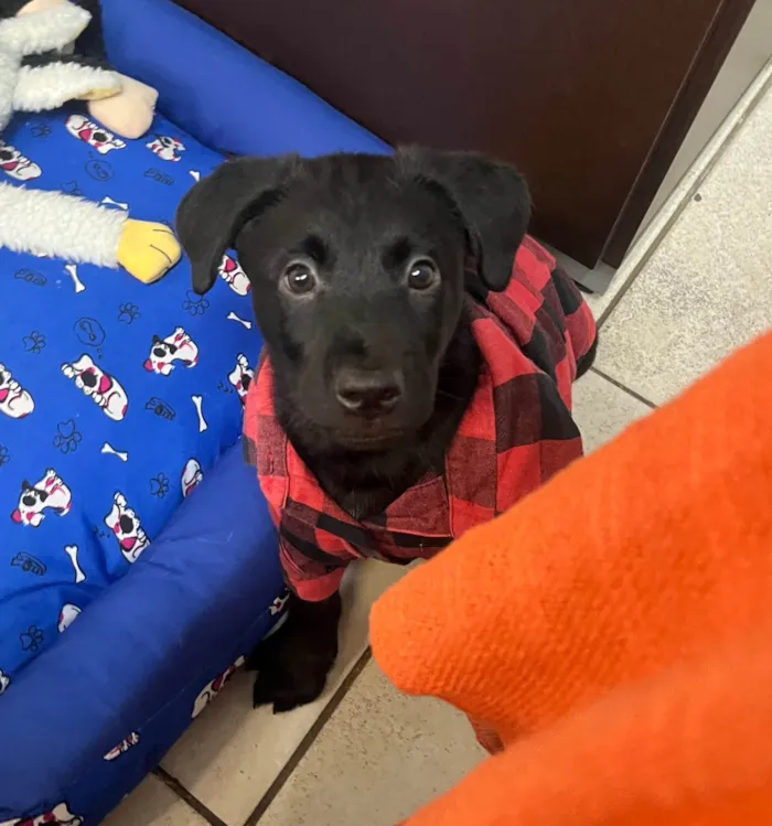 Cachorro ra a SRD-ViraLata idade Abaixo de 2 meses nome Gimli