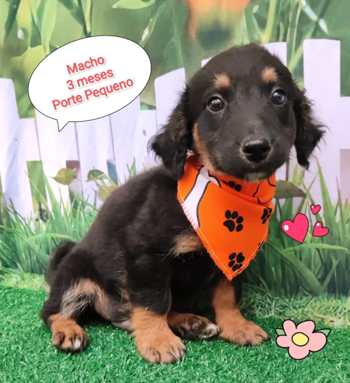 Cachorro ra a SRD-ViraLata idade 2 a 6 meses nome Erik