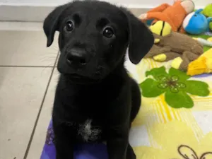 Cachorro raça SRD-ViraLata idade Abaixo de 2 meses nome Gimli