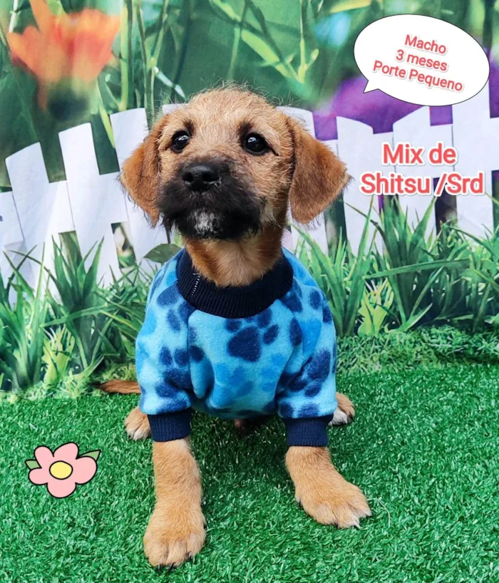 Cachorro ra a  idade 2 a 6 meses nome Joao