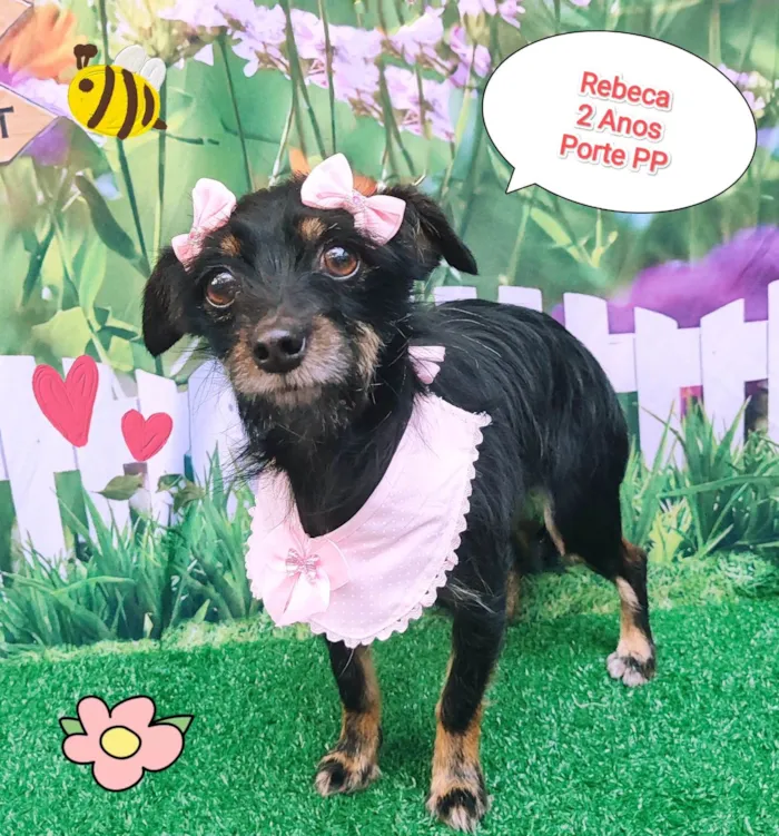 Cachorro ra a  idade 2 anos nome Rebeca 