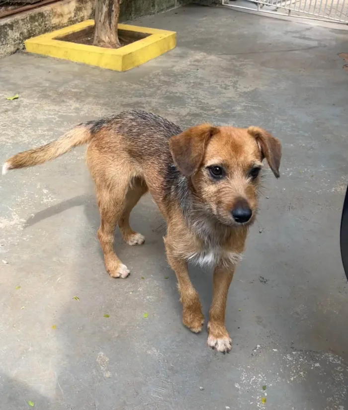Cachorro ra a SRD-ViraLata idade 7 a 11 meses nome Judy