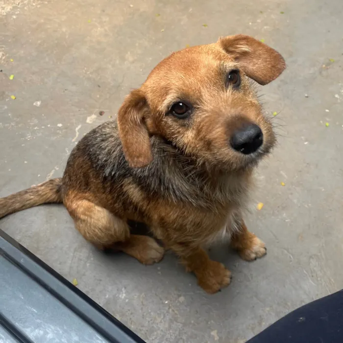 Cachorro ra a SRD-ViraLata idade 7 a 11 meses nome Judy