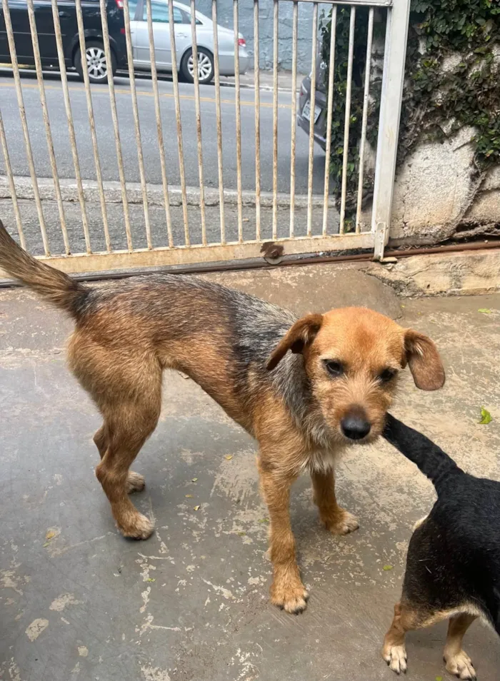 Cachorro ra a SRD-ViraLata idade 7 a 11 meses nome Judy