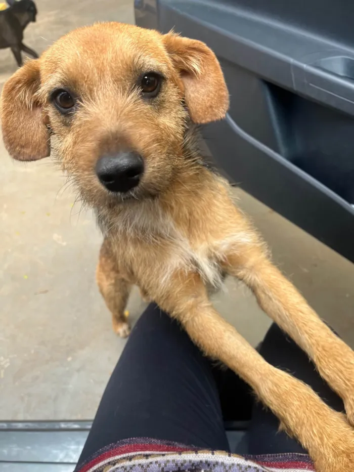 Cachorro ra a SRD-ViraLata idade 7 a 11 meses nome Judy