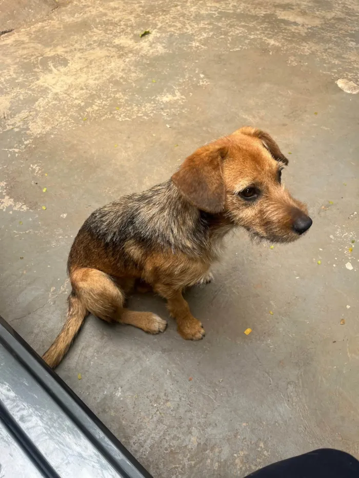 Cachorro ra a SRD-ViraLata idade 7 a 11 meses nome Judy