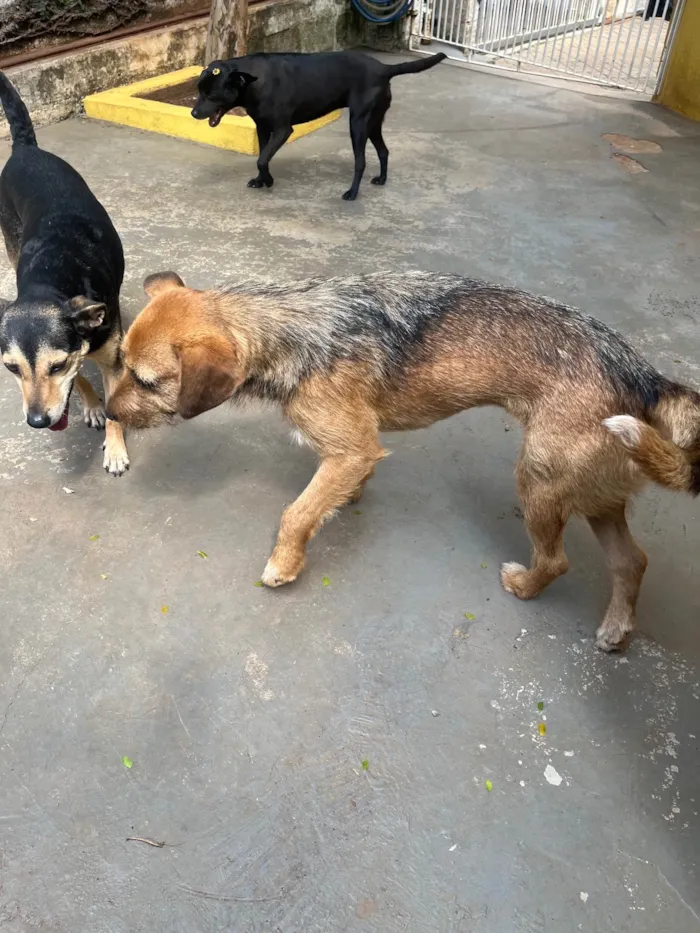 Cachorro ra a SRD-ViraLata idade 7 a 11 meses nome Judy