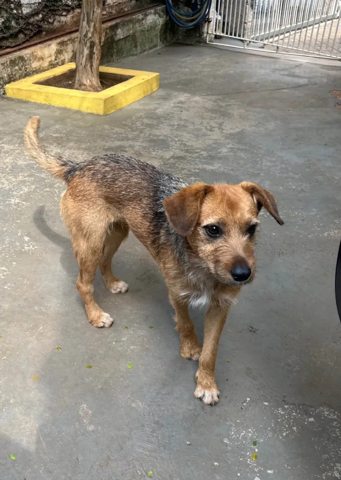 Cachorro ra a SRD-ViraLata idade 7 a 11 meses nome Judy