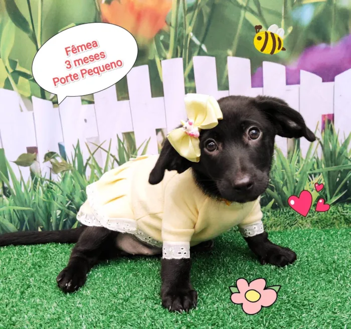 Cachorro ra a SRD-ViraLata idade 2 a 6 meses nome Mona 