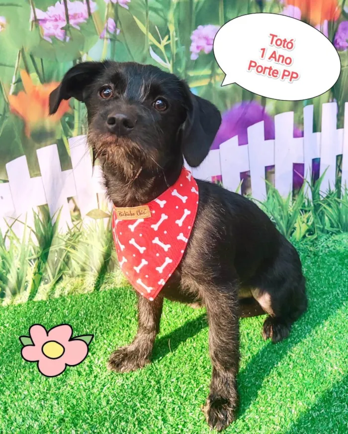 Cachorro ra a  idade 1 ano nome Totó