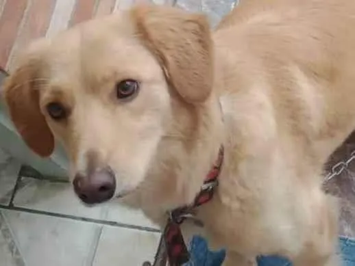 Cachorro ra a GOLDEN MISTURADA idade 1 ano nome PRINCESA