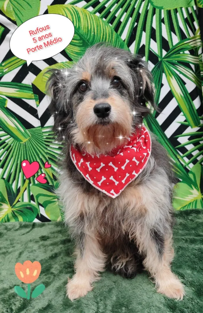Cachorro ra a  idade 5 anos nome Rufous 