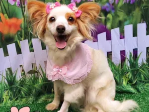 Cachorro raça SRD-ViraLata idade 1 ano nome Laurinha 