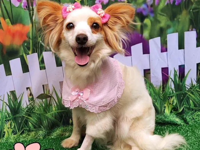 Cachorro ra a SRD-ViraLata idade 1 ano nome Laurinha 