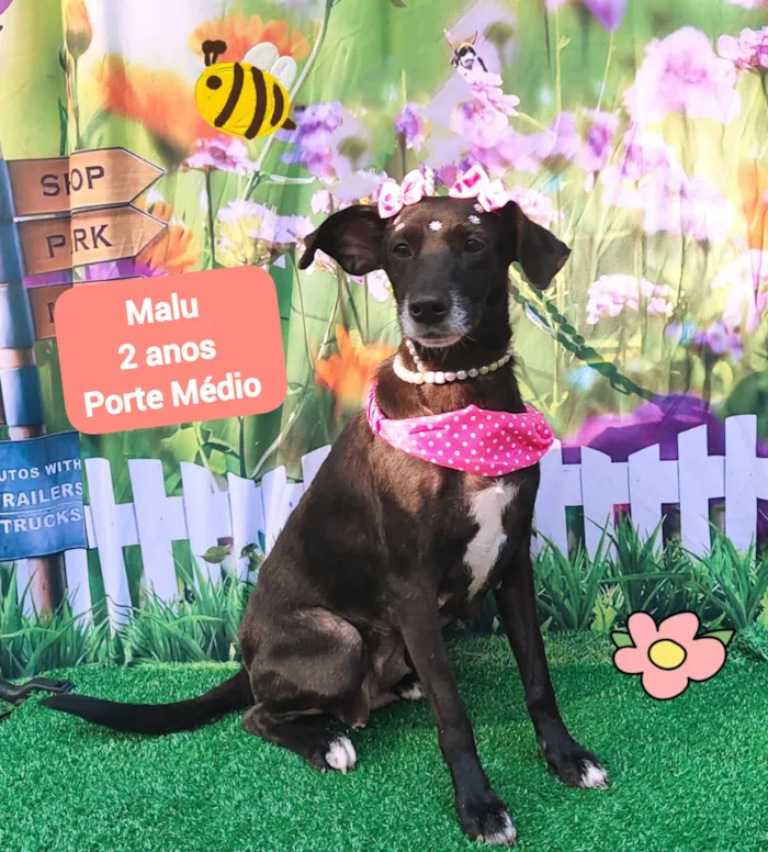 Cachorro ra a  idade 2 anos nome Malu