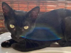 Gato raça Srd idade 2 a 6 meses nome Luquinha