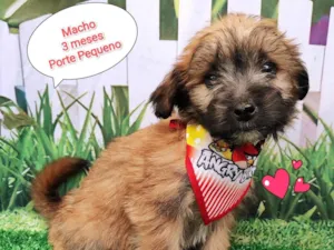 Cachorro raça SRD-ViraLata idade 2 a 6 meses nome Luca