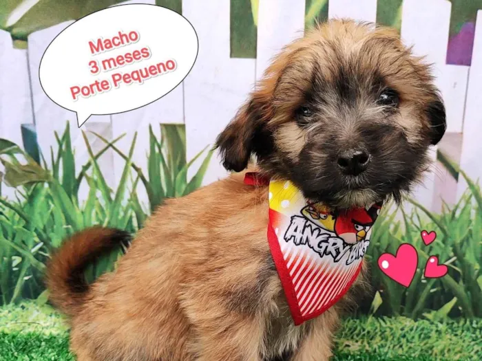 Cachorro ra a SRD-ViraLata idade 2 a 6 meses nome Luca