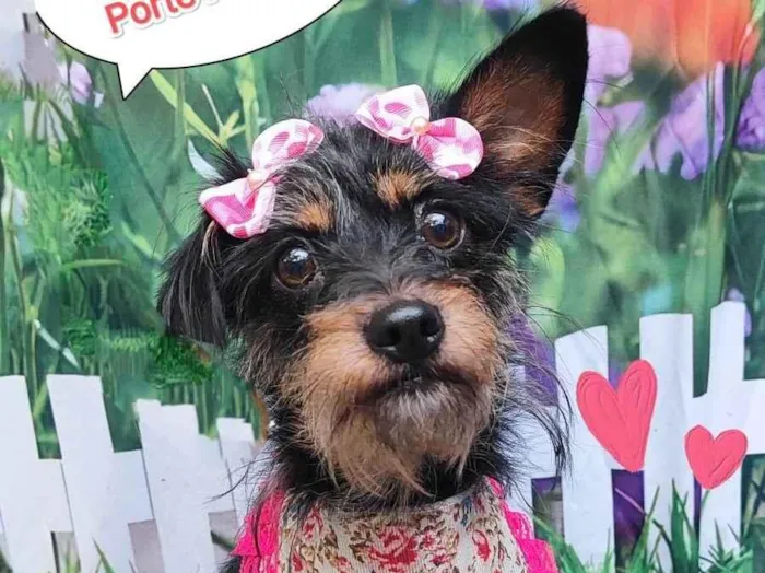Cachorro ra a SRD-ViraLata idade 1 ano nome Marry 