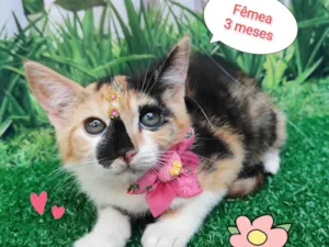 Gato raça SRD-ViraLata idade 2 a 6 meses nome Mila 