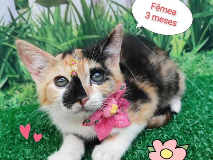 Gato ra a SRD-ViraLata idade 2 a 6 meses nome Mila 