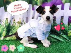 Cachorro raça SRD-ViraLata idade 2 a 6 meses nome Thomas 