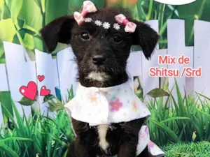 Cachorro raça Mix shitsu - vira lata  idade 2 a 6 meses nome Luy