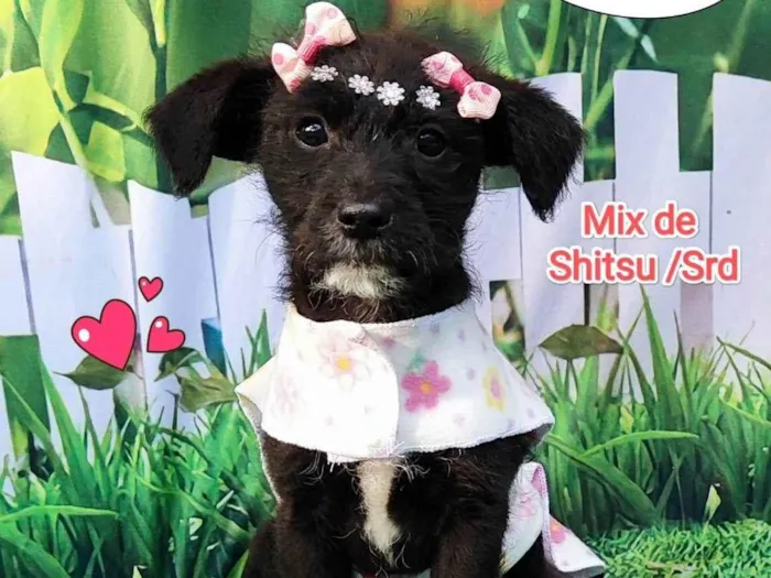 Cachorro ra a Mix shitsu - vira lata  idade 2 a 6 meses nome Luy