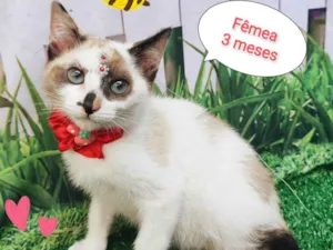 Gato raça SRD-ViraLata idade 2 a 6 meses nome Gringa 