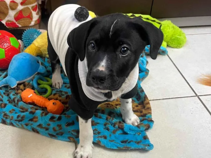 Cachorro ra a SRD-ViraLata idade Abaixo de 2 meses nome Samwise