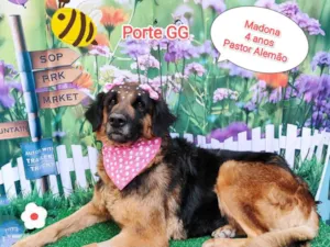Cachorro raça SRD-ViraLata idade 4 anos nome Madona 