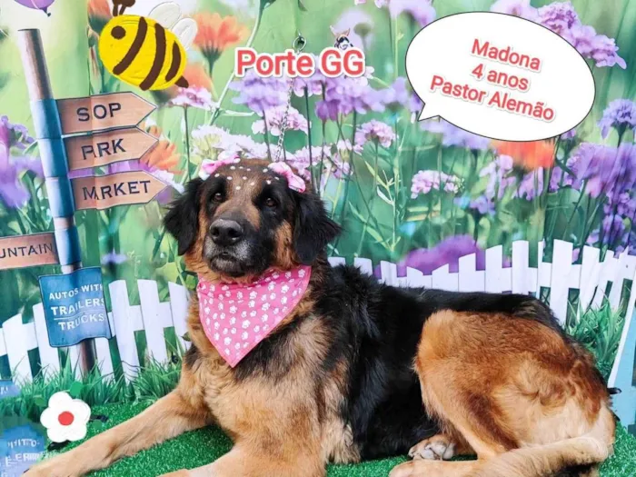 Cachorro ra a SRD-ViraLata idade 4 anos nome Madona 