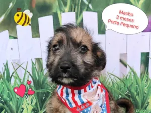 Cachorro raça SRD-ViraLata idade 2 a 6 meses nome Zeus