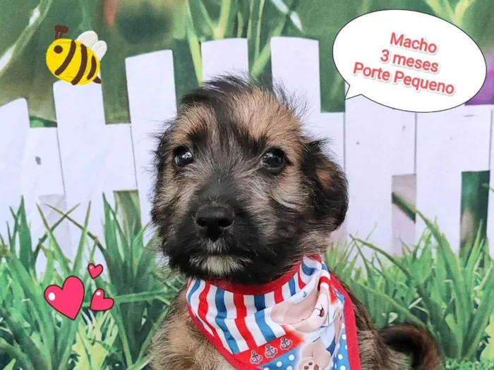 Cachorro ra a SRD-ViraLata idade 2 a 6 meses nome Zeus