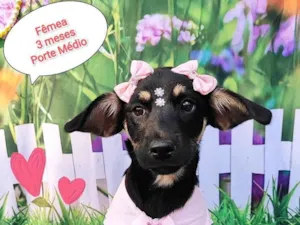 Cachorro raça SRD-ViraLata idade 2 a 6 meses nome Manu