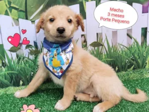 Cachorro raça  idade 2 a 6 meses nome Igor