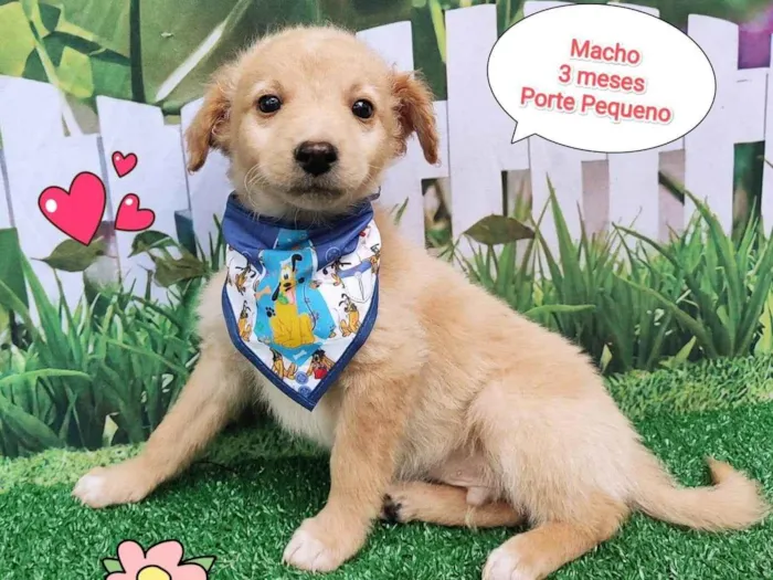 Cachorro ra a  idade 2 a 6 meses nome Igor