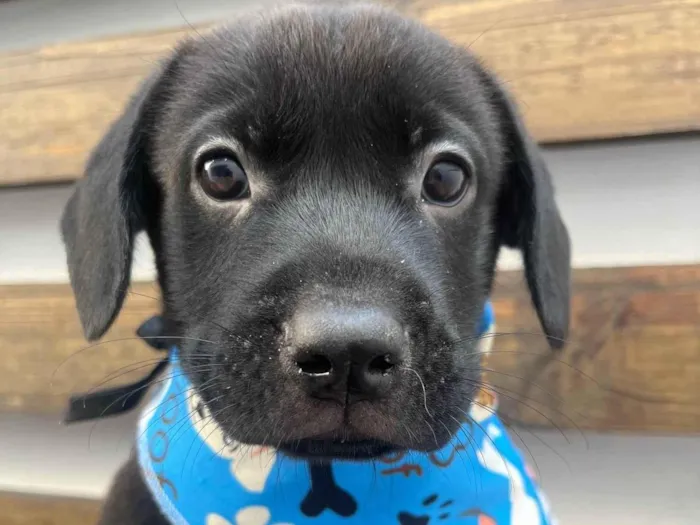 Cachorro ra a SRD-ViraLata idade Abaixo de 2 meses nome Frodo