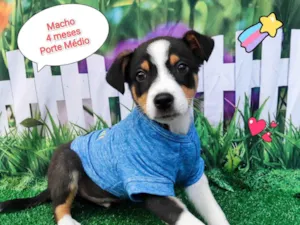 Cachorro raça SRD-ViraLata idade 2 a 6 meses nome Gui