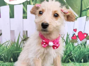 Cachorro raça SRD-ViraLata idade 2 a 6 meses nome Isa
