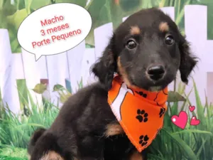 Cachorro raça SRD-ViraLata idade 2 a 6 meses nome Erik