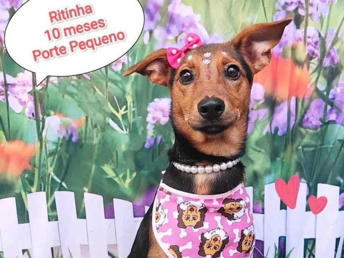 Cachorro ra a SRD-ViraLata idade 7 a 11 meses nome Ritinha