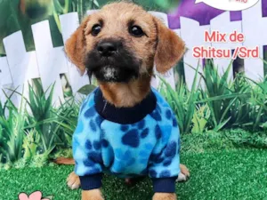 Cachorro raça  idade 2 a 6 meses nome Joao